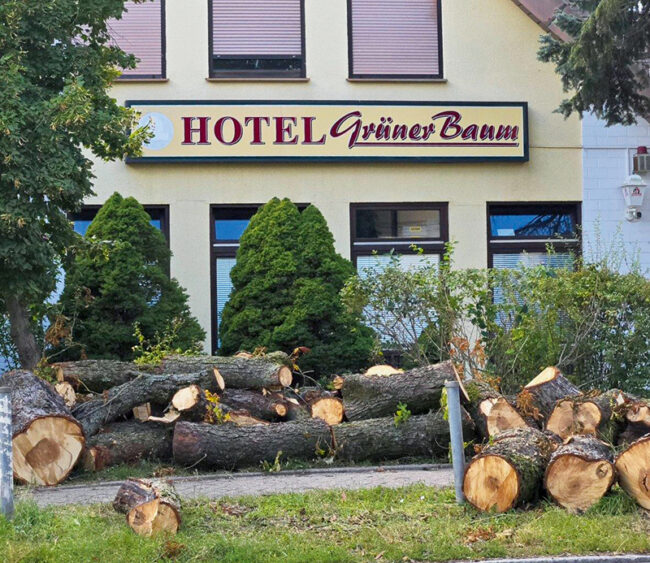 Teile eines gefällten Baumes vor einem Gebäude mit dem Schild "Hotel Grüner Baum"